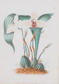 A Collection of Six Hand-Colored Botanical Prints Height of each plate 9 x width 7 inches. — 20TH CENTURY