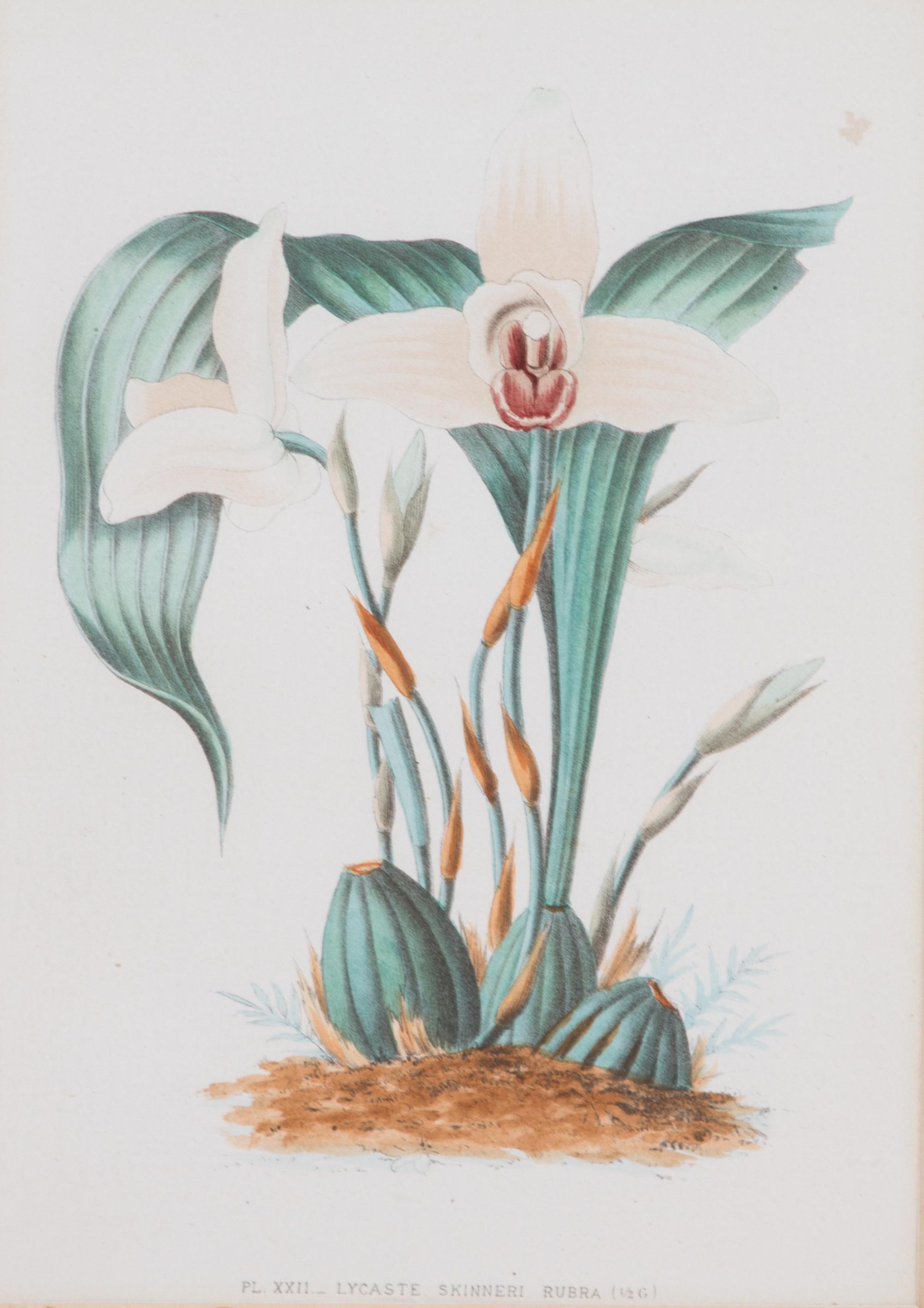 A Collection of Six Hand-Colored Botanical Prints Height of each plate 9 x width 7 inches. — 20TH CENTURY