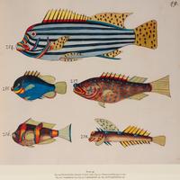A Suite of Thirteen Framed Giclee Prints of Colorful Tropical Fish — 20TH/21ST CENTURY