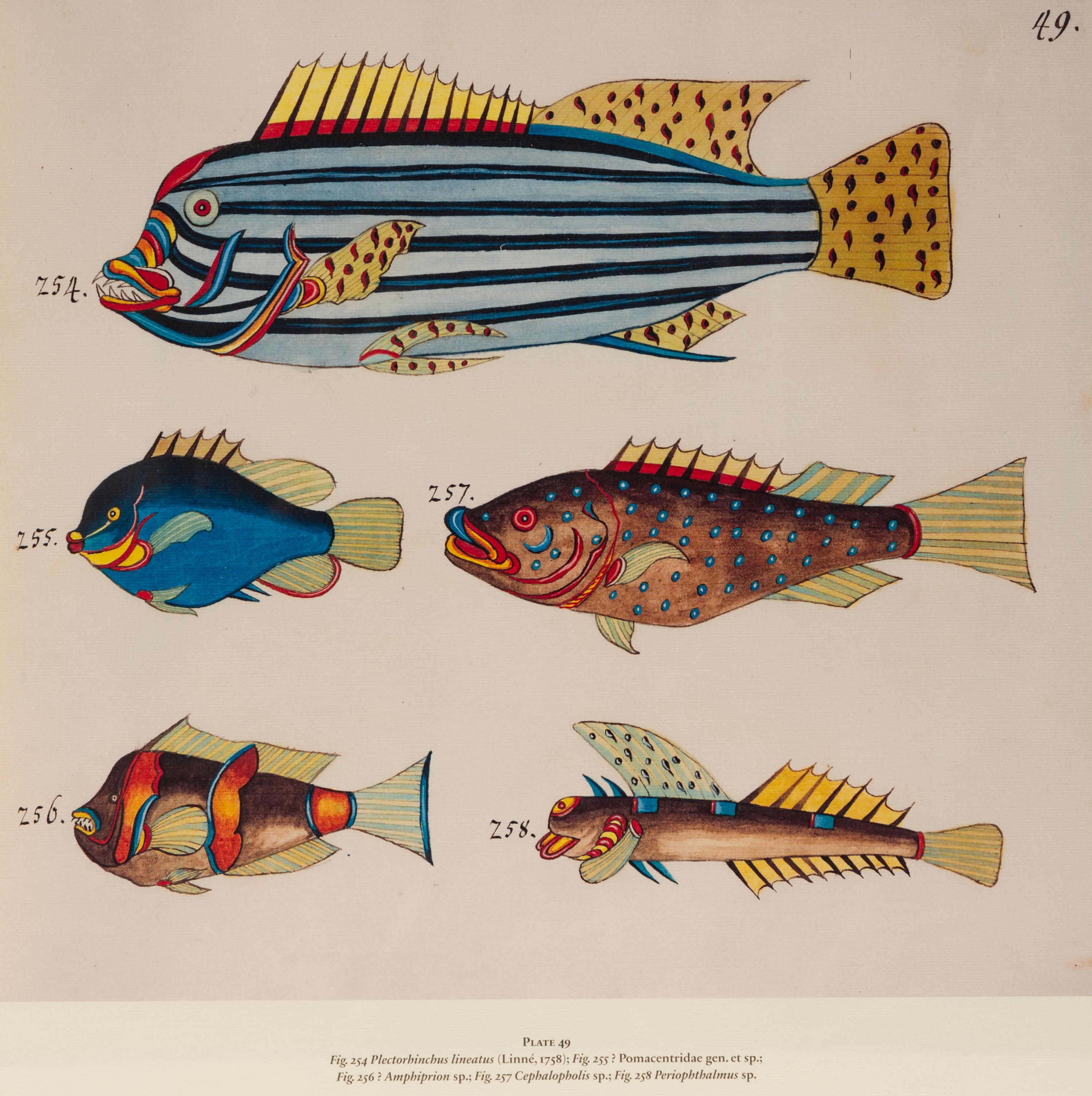 A Suite of Thirteen Framed Giclee Prints of Colorful Tropical Fish — 20TH/21ST CENTURY