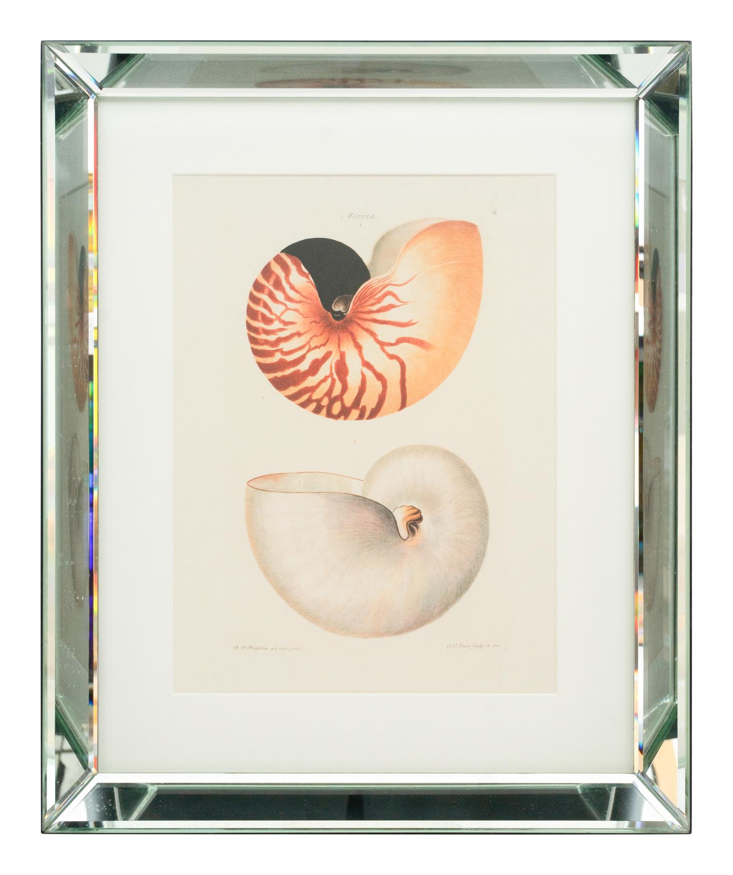 Three Framed Colored Engravings Depicting Shells