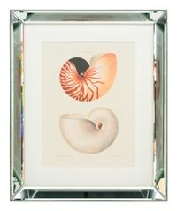 Three Framed Colored Engravings Depicting Shells