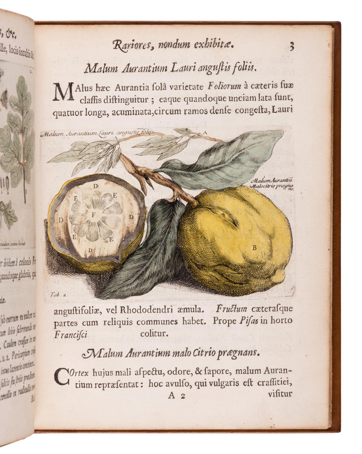 BOCCONE, Paolo (1633-1704). I cones & descriptiones rariorum plantarum Siciliae, Melitae, Galliae, & Italiae. Quarum unaquaeque proprio charactere signata, ab aliis eusdem classis facile distinguitur . Oxford: Theatro Sheldoniano and London: Robert Scott, 1674.