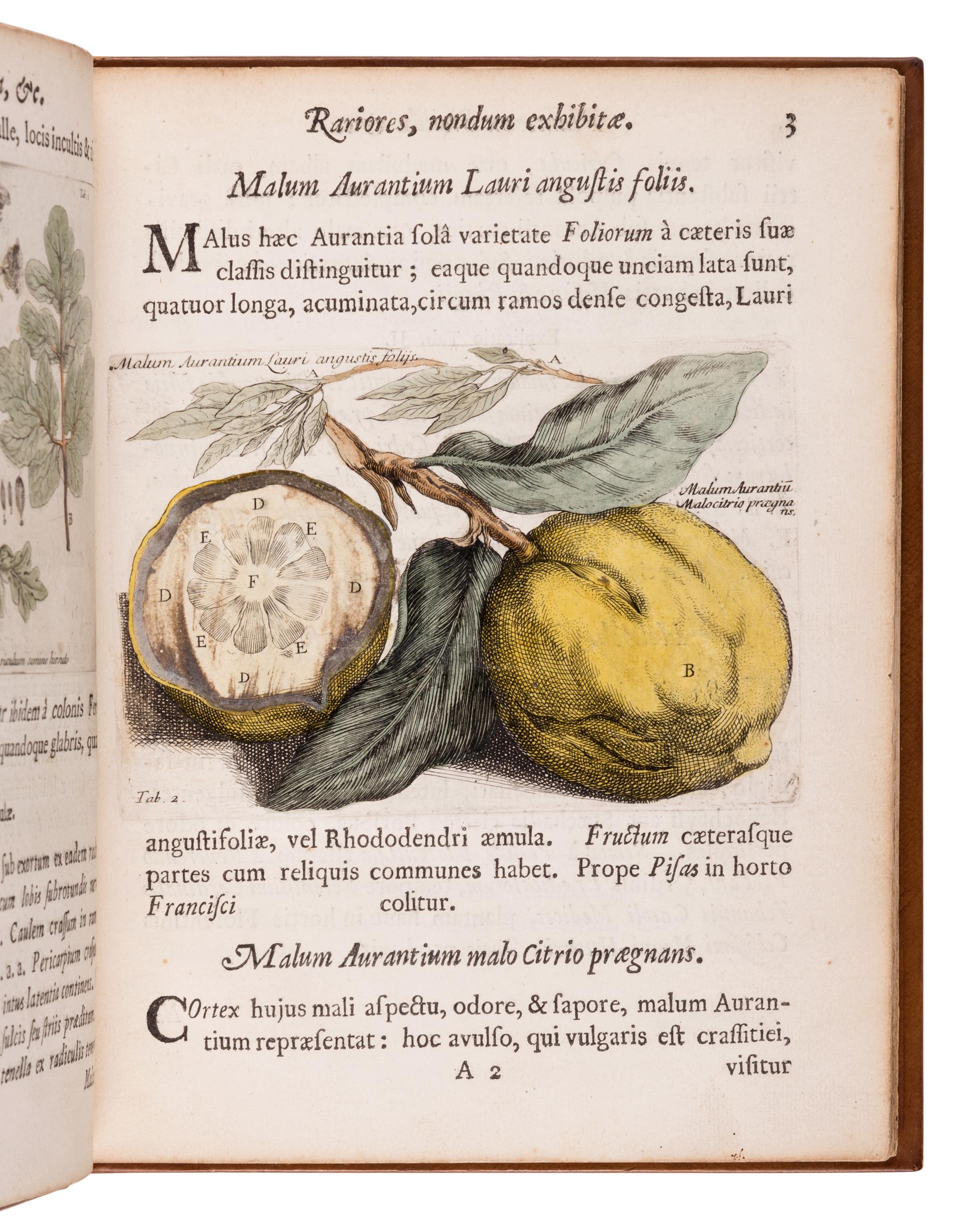 BOCCONE, Paolo (1633-1704). I cones & descriptiones rariorum plantarum Siciliae, Melitae, Galliae, & Italiae. Quarum unaquaeque proprio charactere signata, ab aliis eusdem classis facile distinguitur . Oxford: Theatro Sheldoniano and London: Robert Scott, 1674.