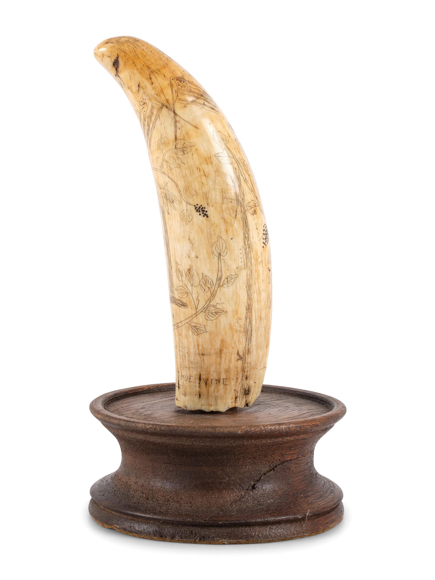 A Scrimshaw Whale's Tooth