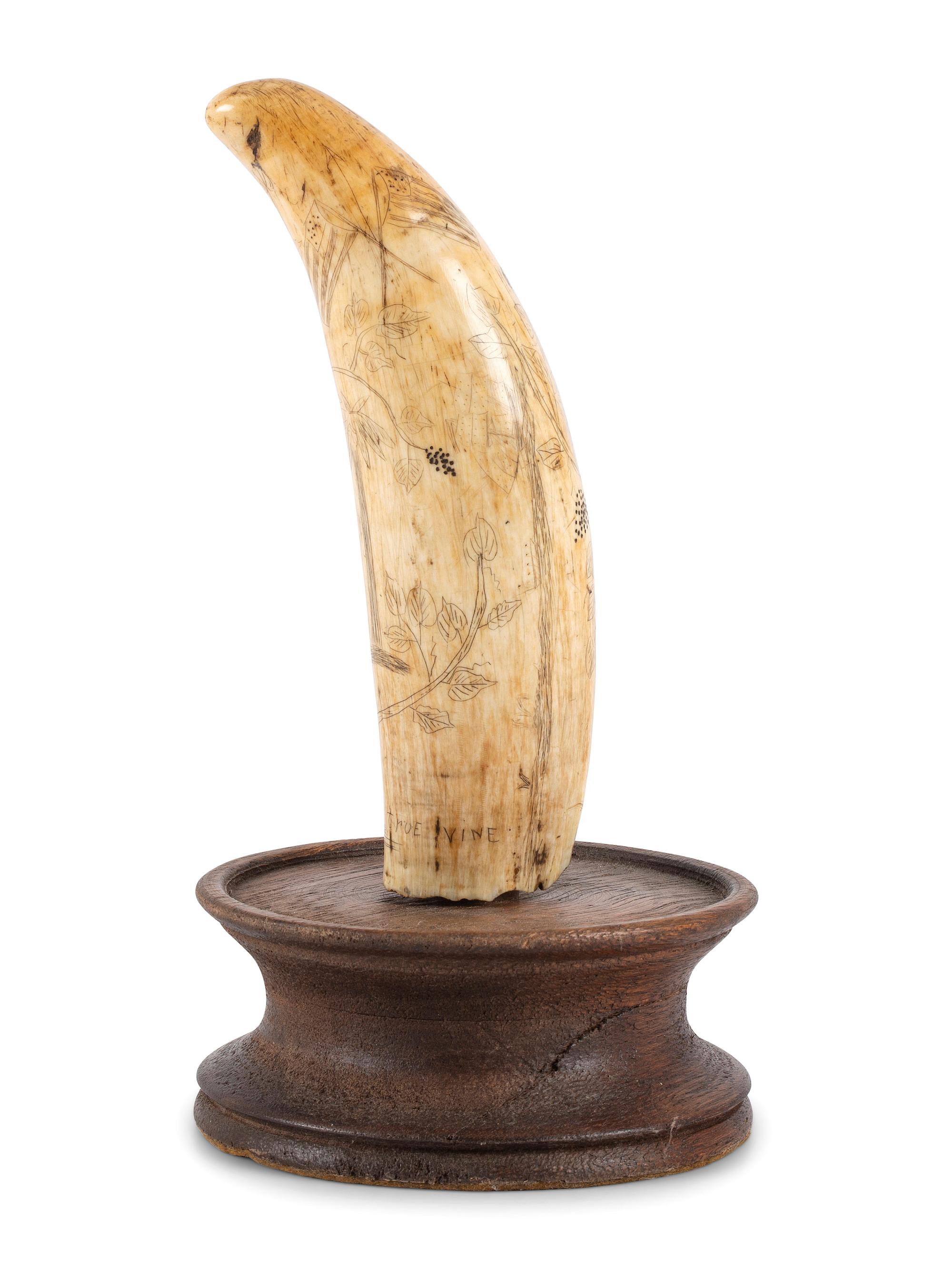 A Scrimshaw Whale's Tooth