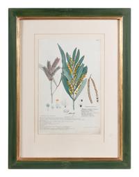 Four Botanical Watercolors