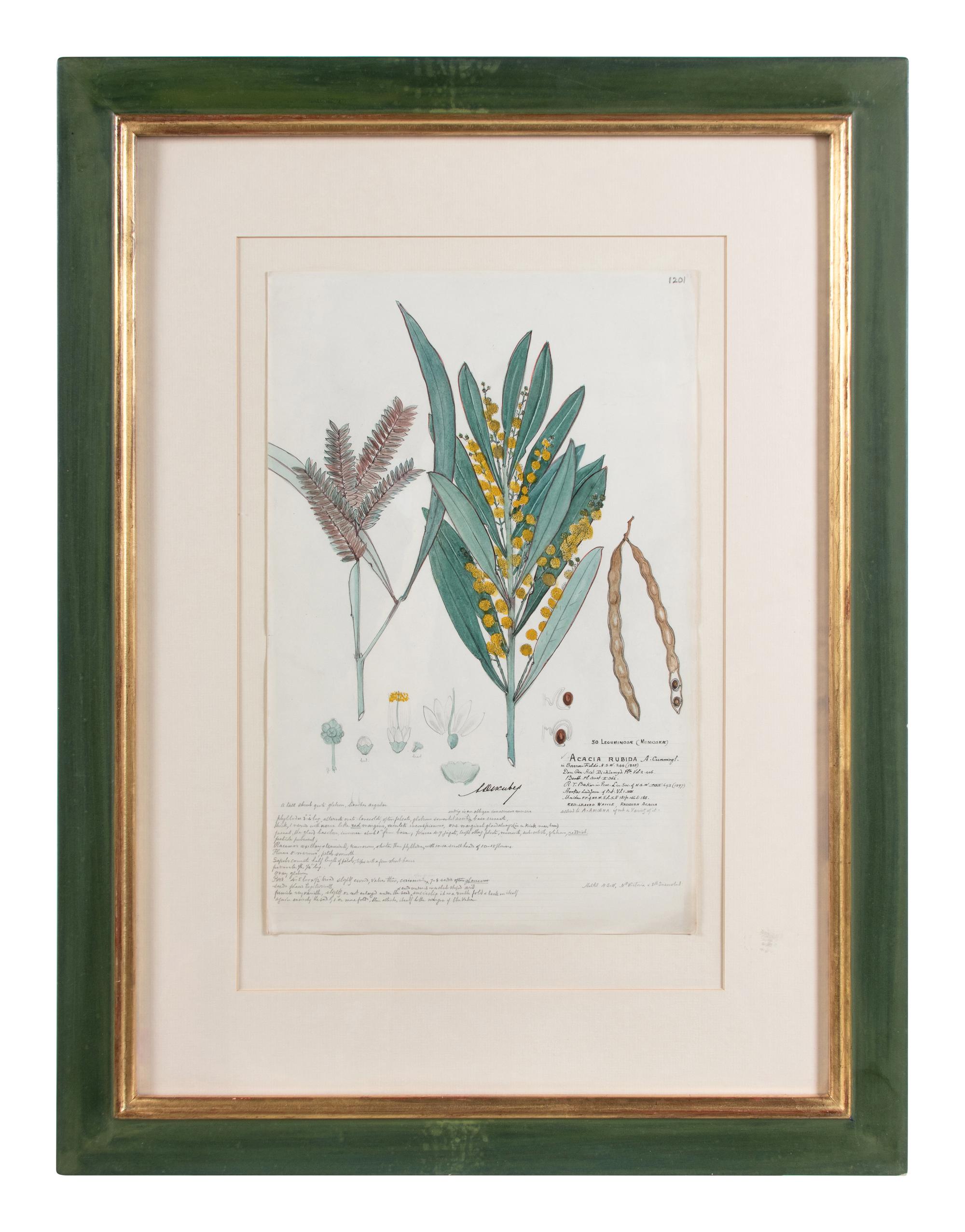 Four Botanical Watercolors