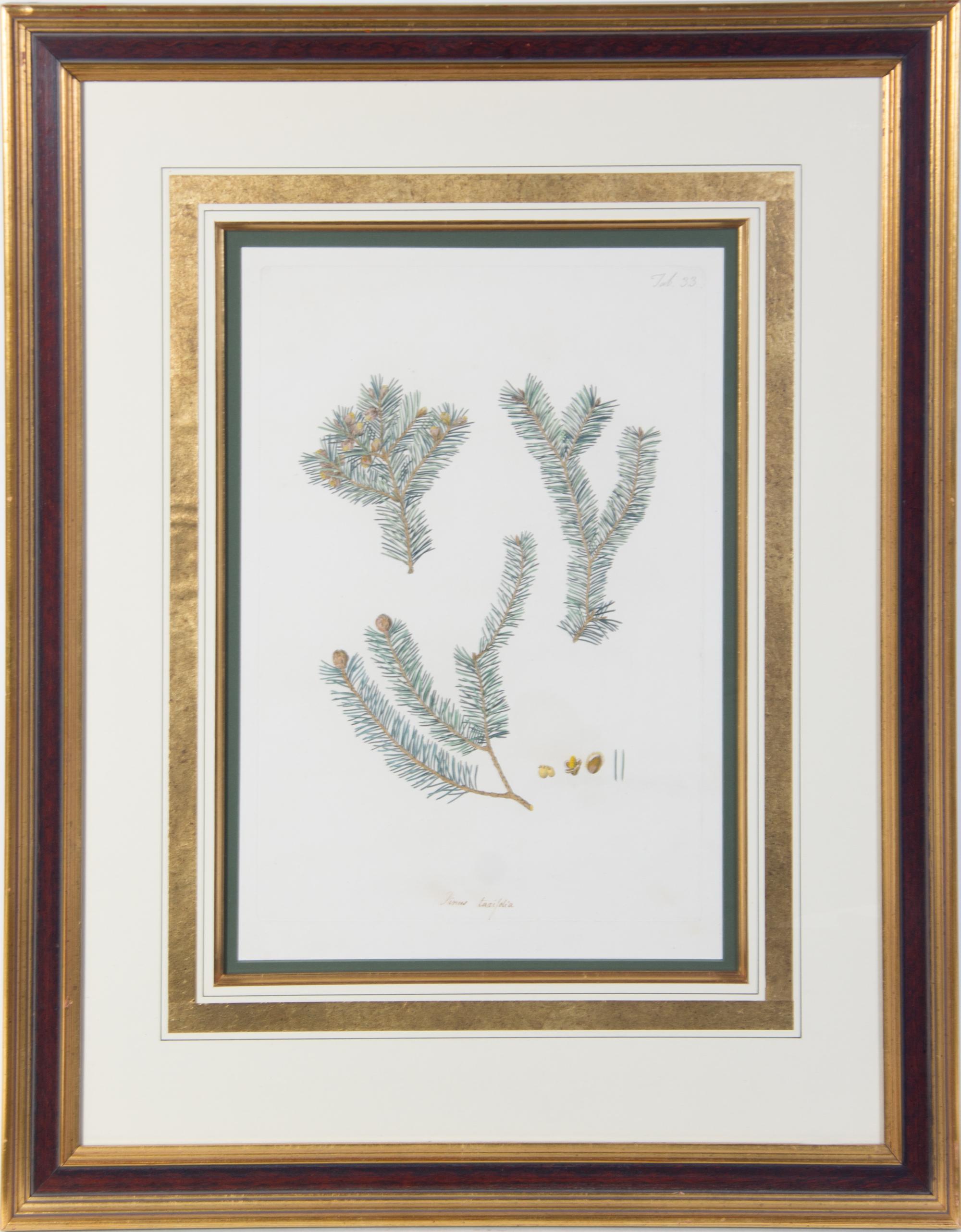A Botanical Print Height 17 x width 11 1/2 (plate).