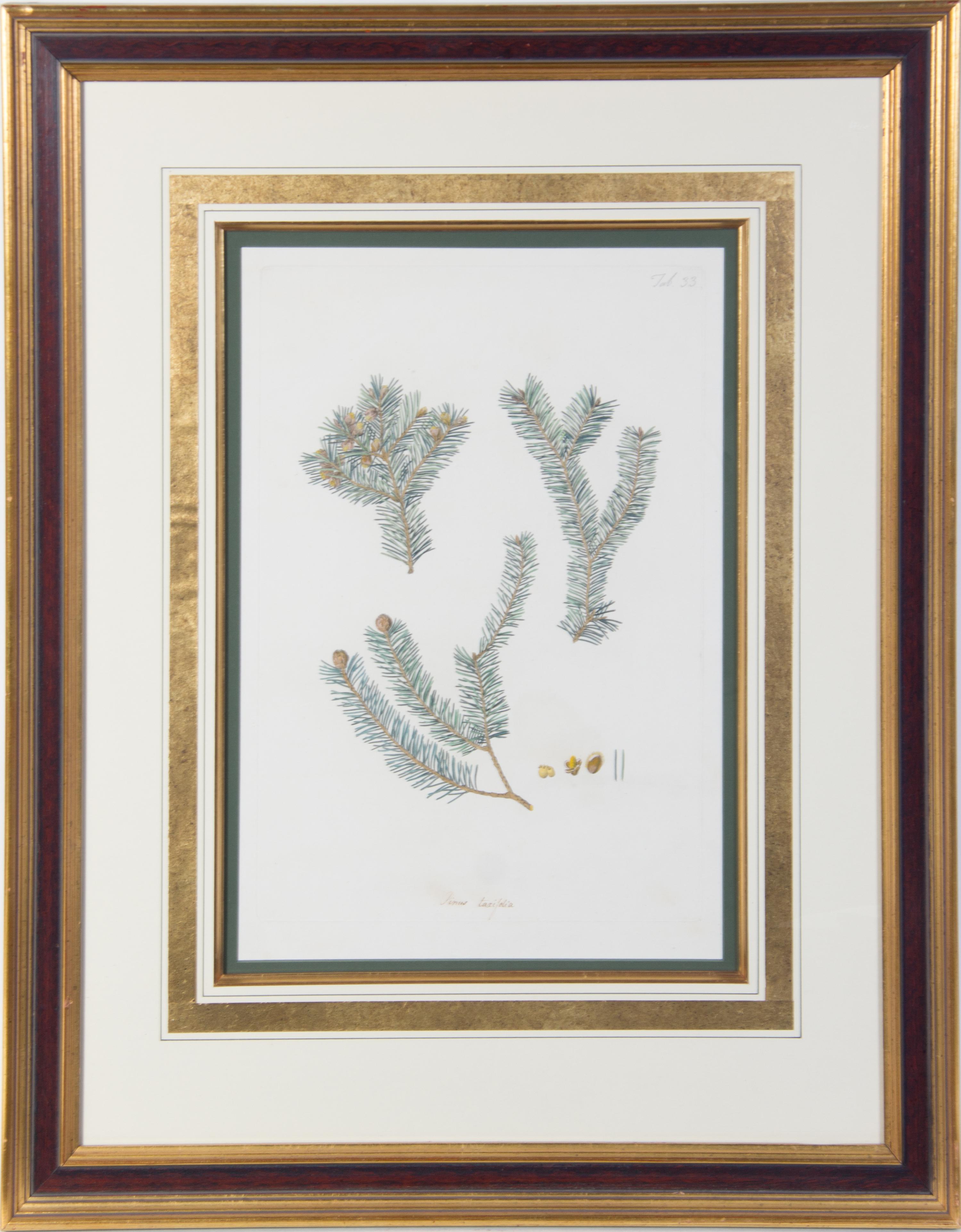A Botanical Print Height 17 x width 11 1/2 (plate).