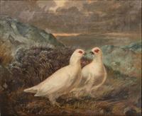 Pair of Doves