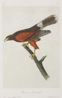 Audubon, John James, after Each approximately: 10 1/2 x 6 3/4 inches.