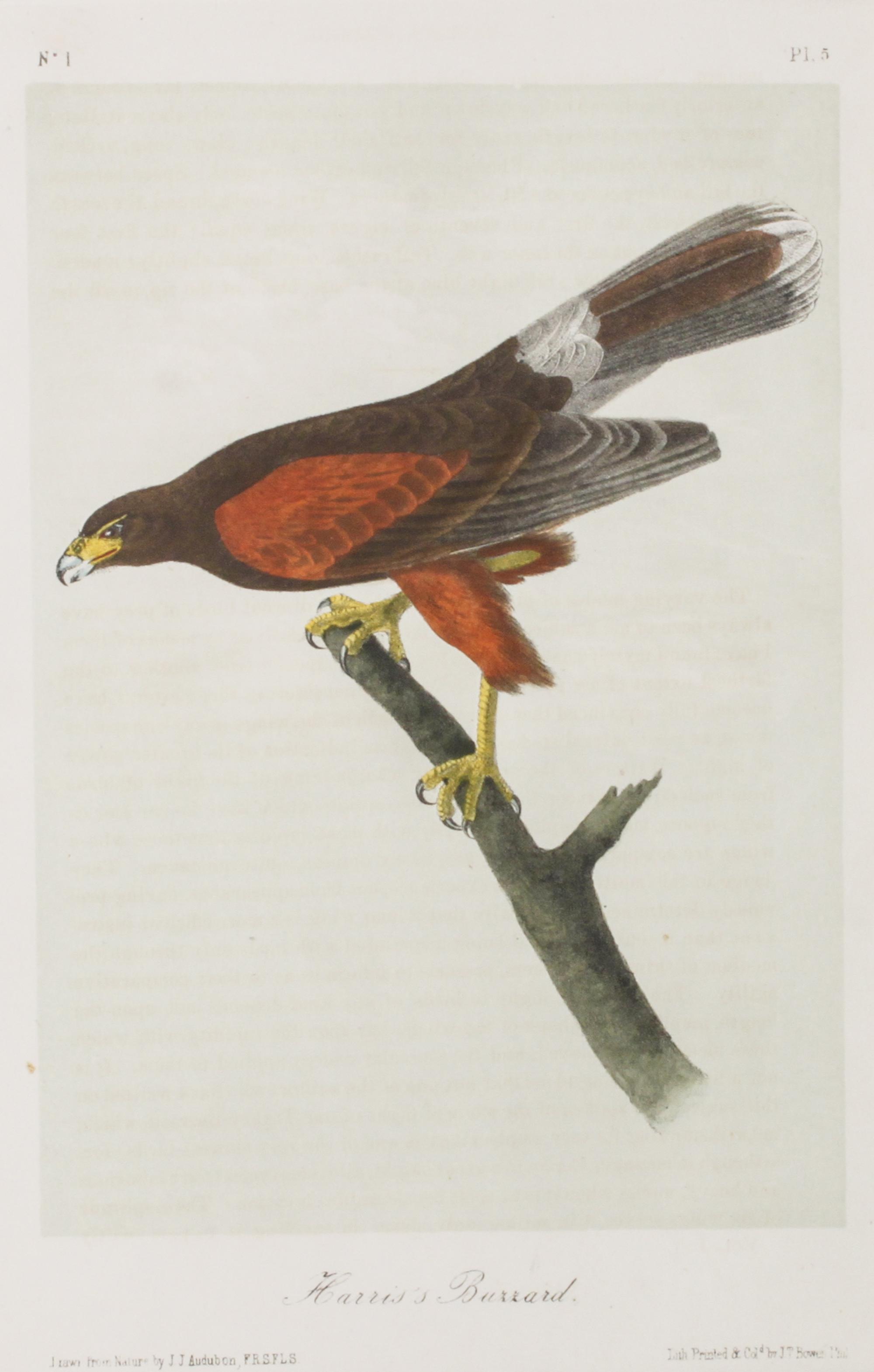 Audubon, John James, after Each approximately: 10 1/2 x 6 3/4 inches.