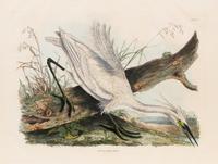 After John James Audubon (American, 1785-1851)