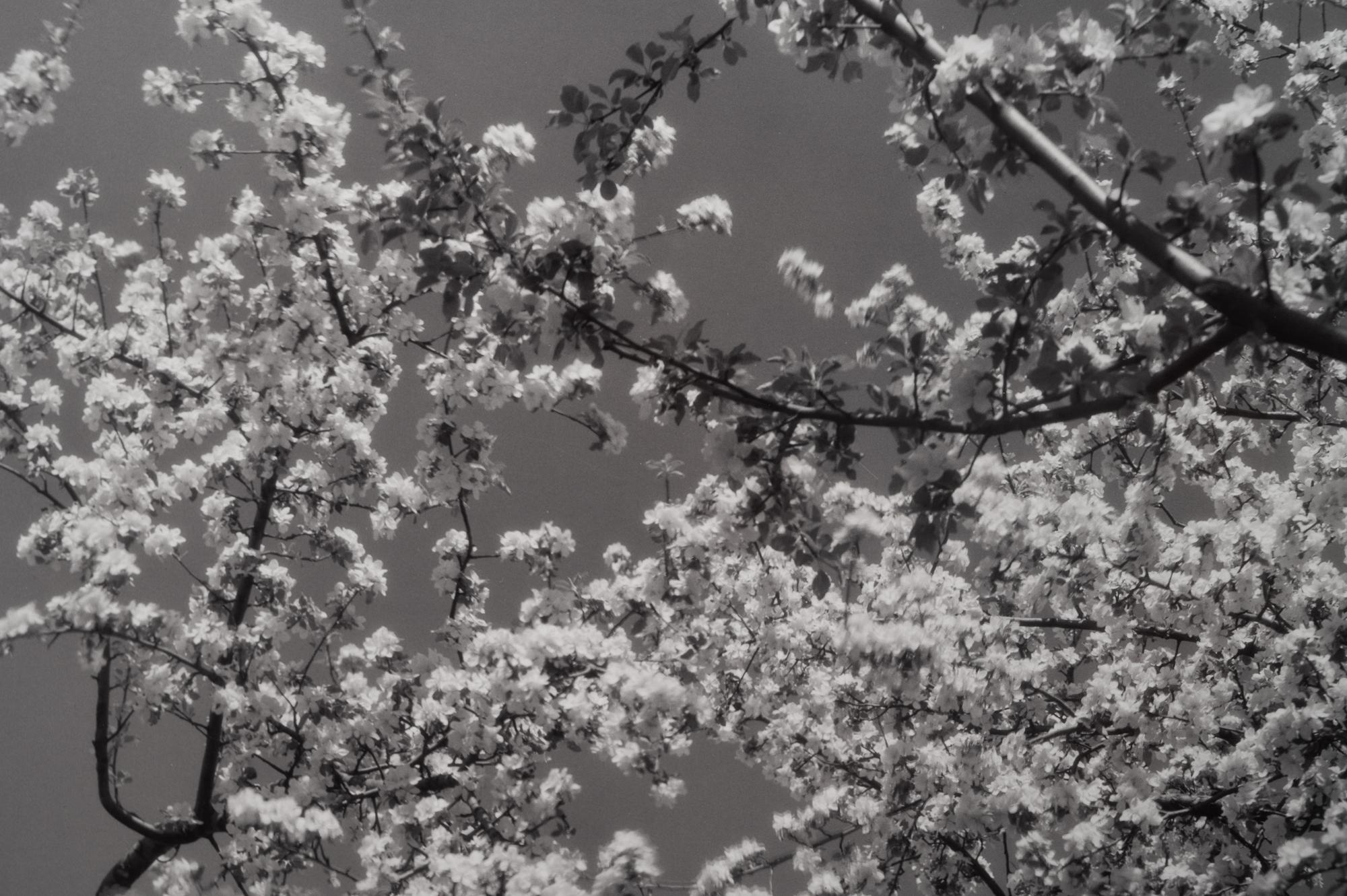 A group of seven photographs (from Harmonic Measure printed by George Tice with labels signed by George Tice and Joanna Steichen)