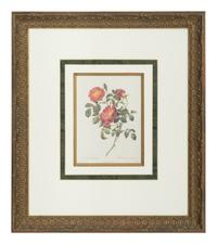 A Set of Six Chromolithographs of Roses after Pierre Joseph Redouté