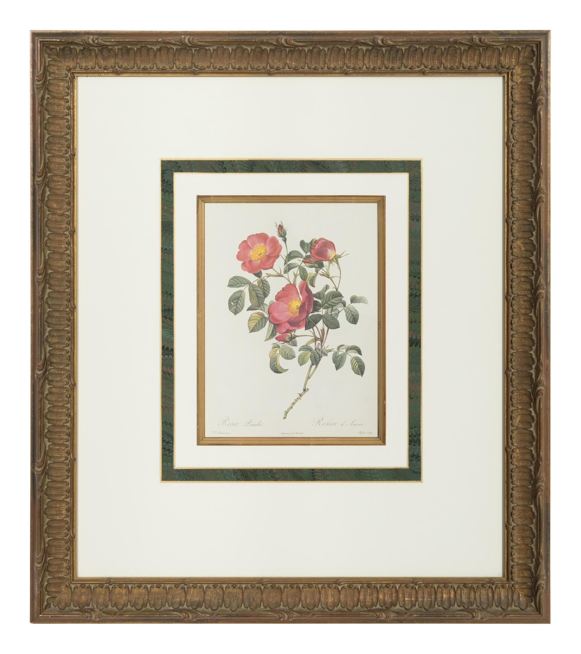 A Set of Six Chromolithographs of Roses after Pierre Joseph Redouté