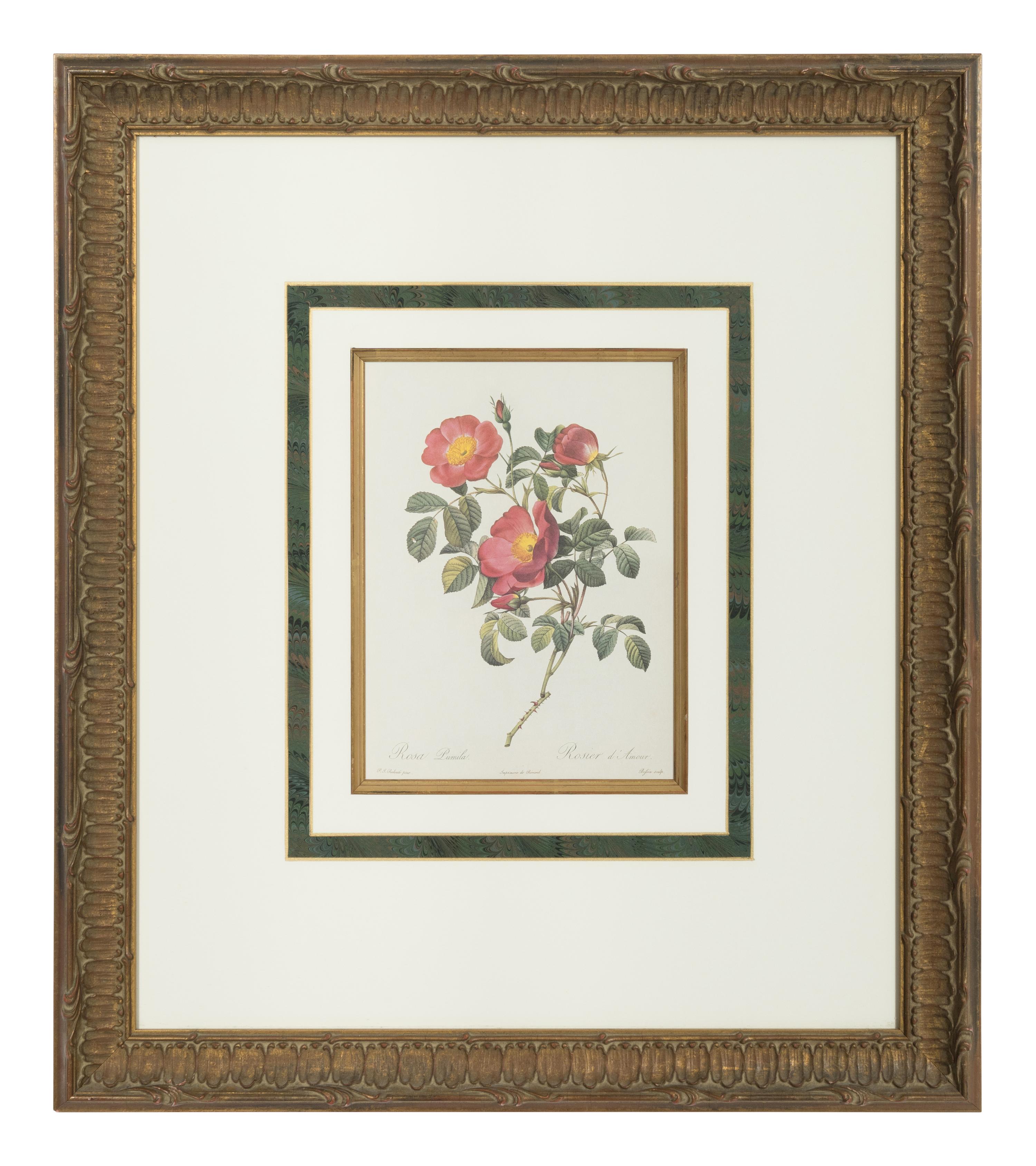 A Set of Six Chromolithographs of Roses after Pierre Joseph Redouté