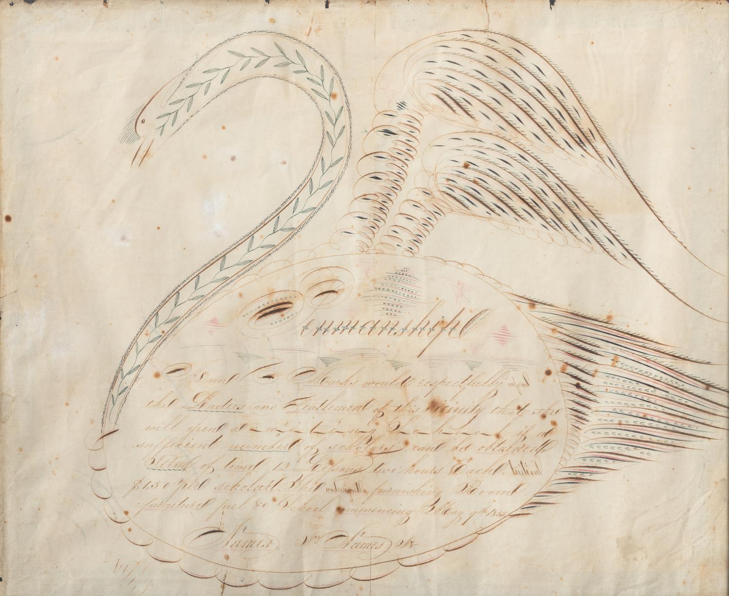 A Swan-Decorated Spencerian Ink Drawing