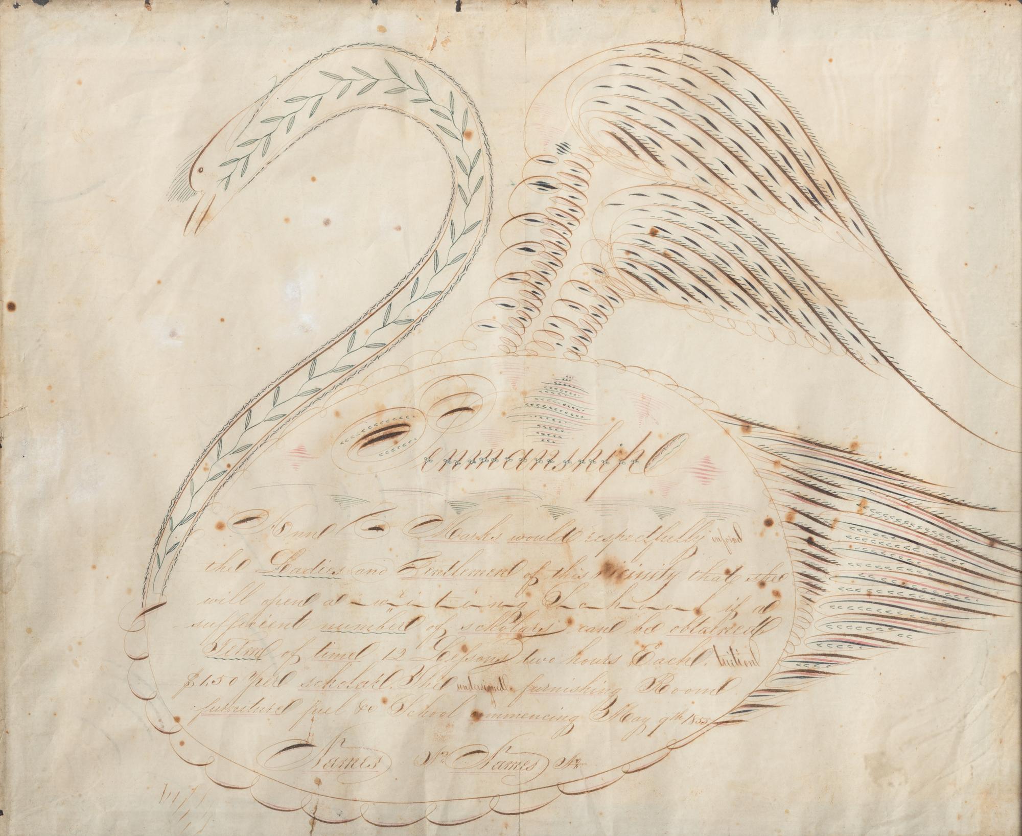 A Swan-Decorated Spencerian Ink Drawing