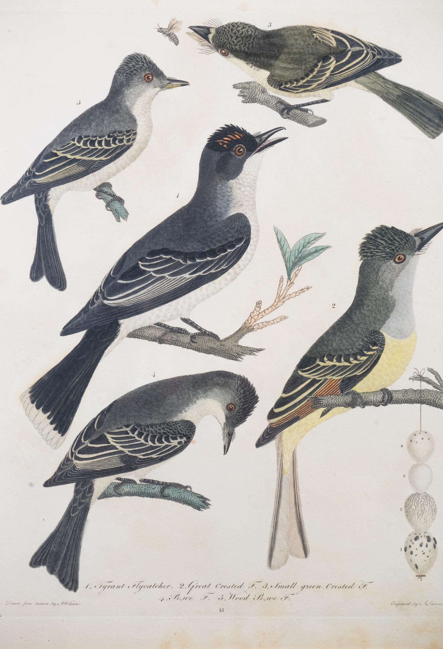 Four Hand-Colored Bird Engravings