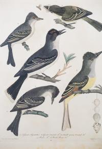 Four Hand-Colored Bird Engravings
