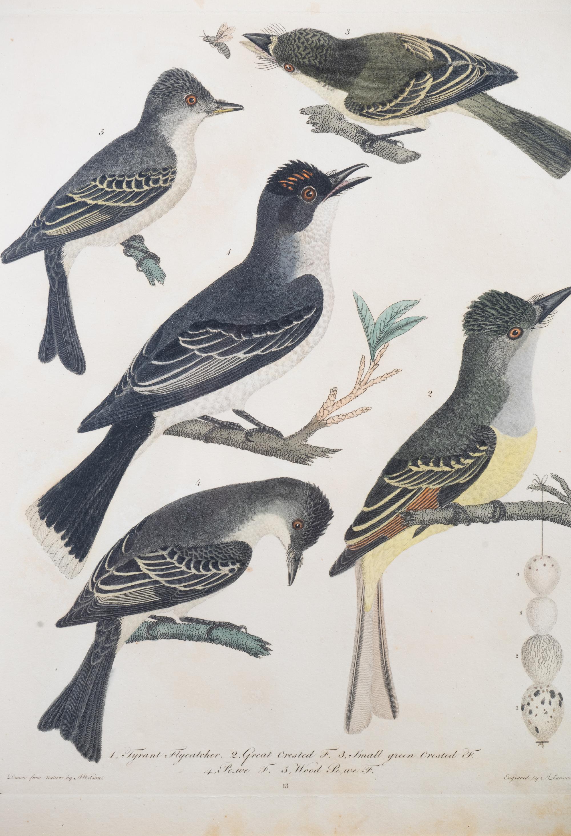Four Hand-Colored Bird Engravings