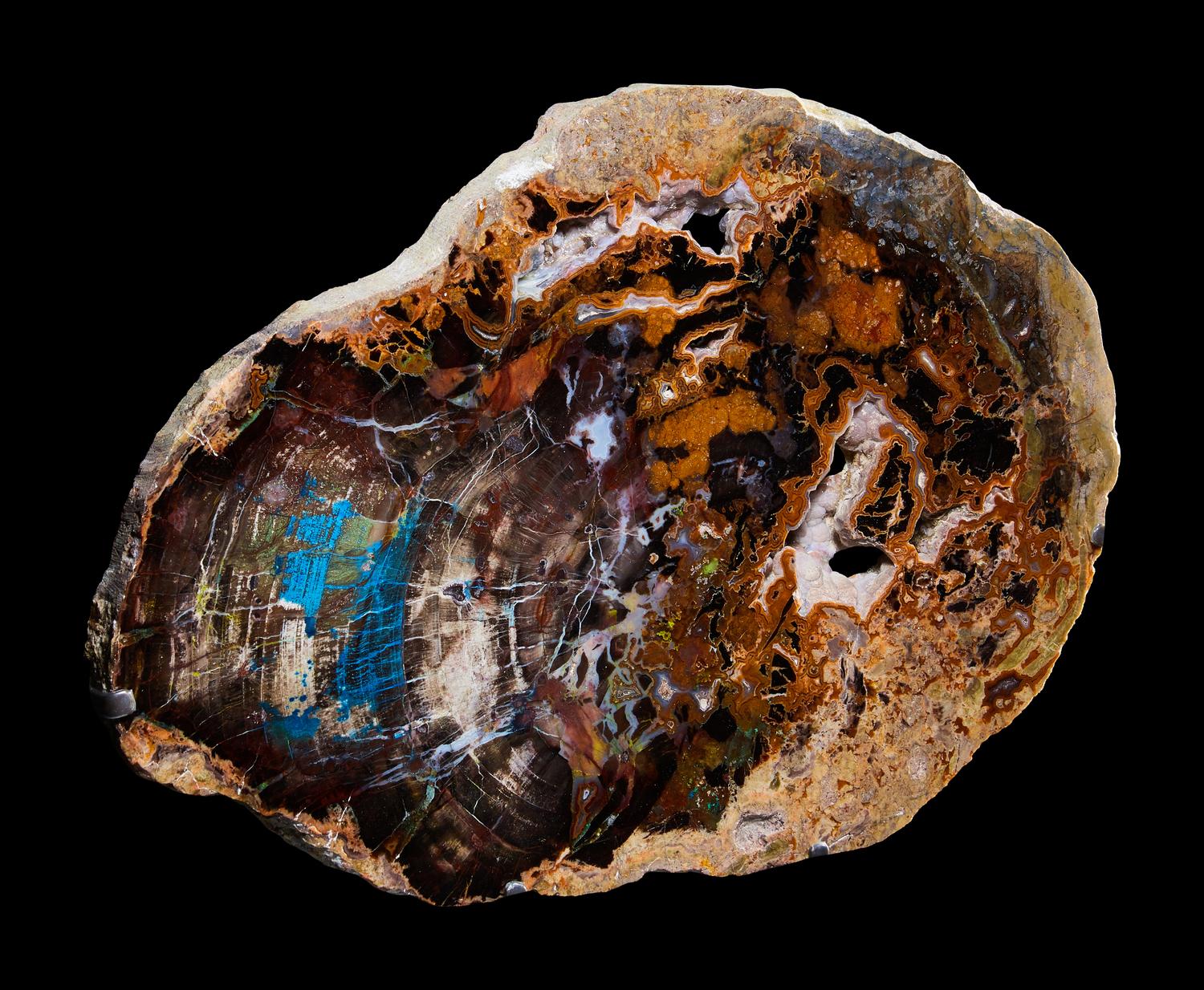 Fossilized Collawood