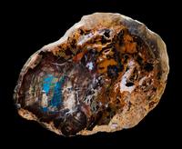 Fossilized Collawood