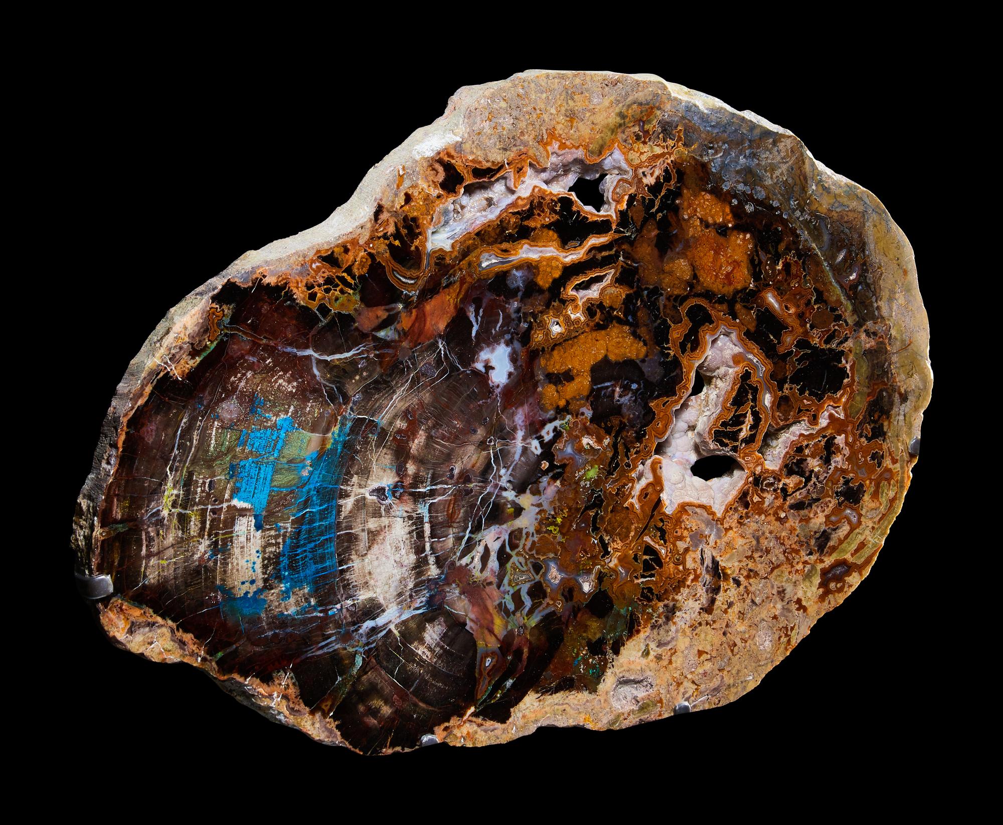 Fossilized Collawood