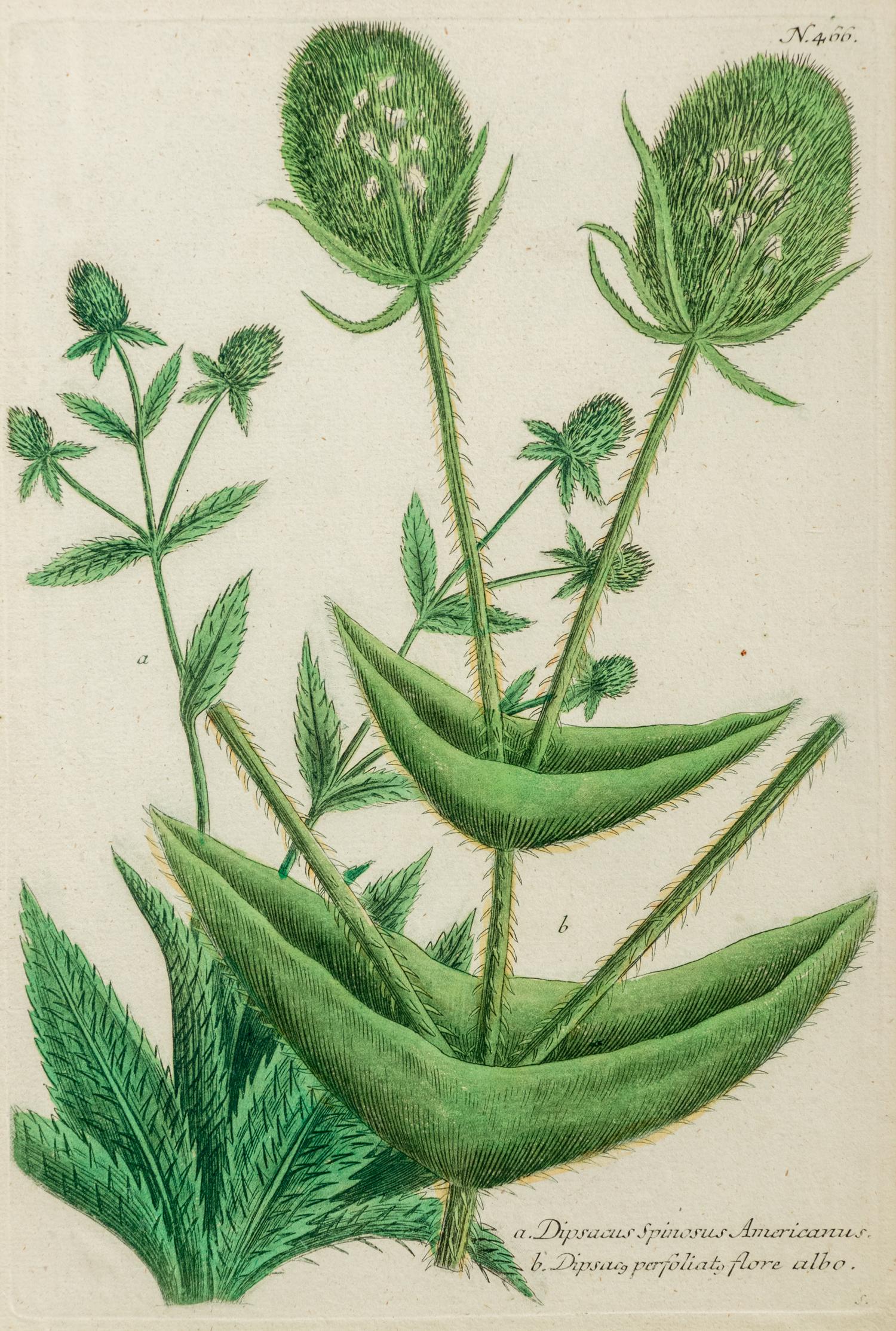 A Set of Six Hand-Colored Botanical Engravings
