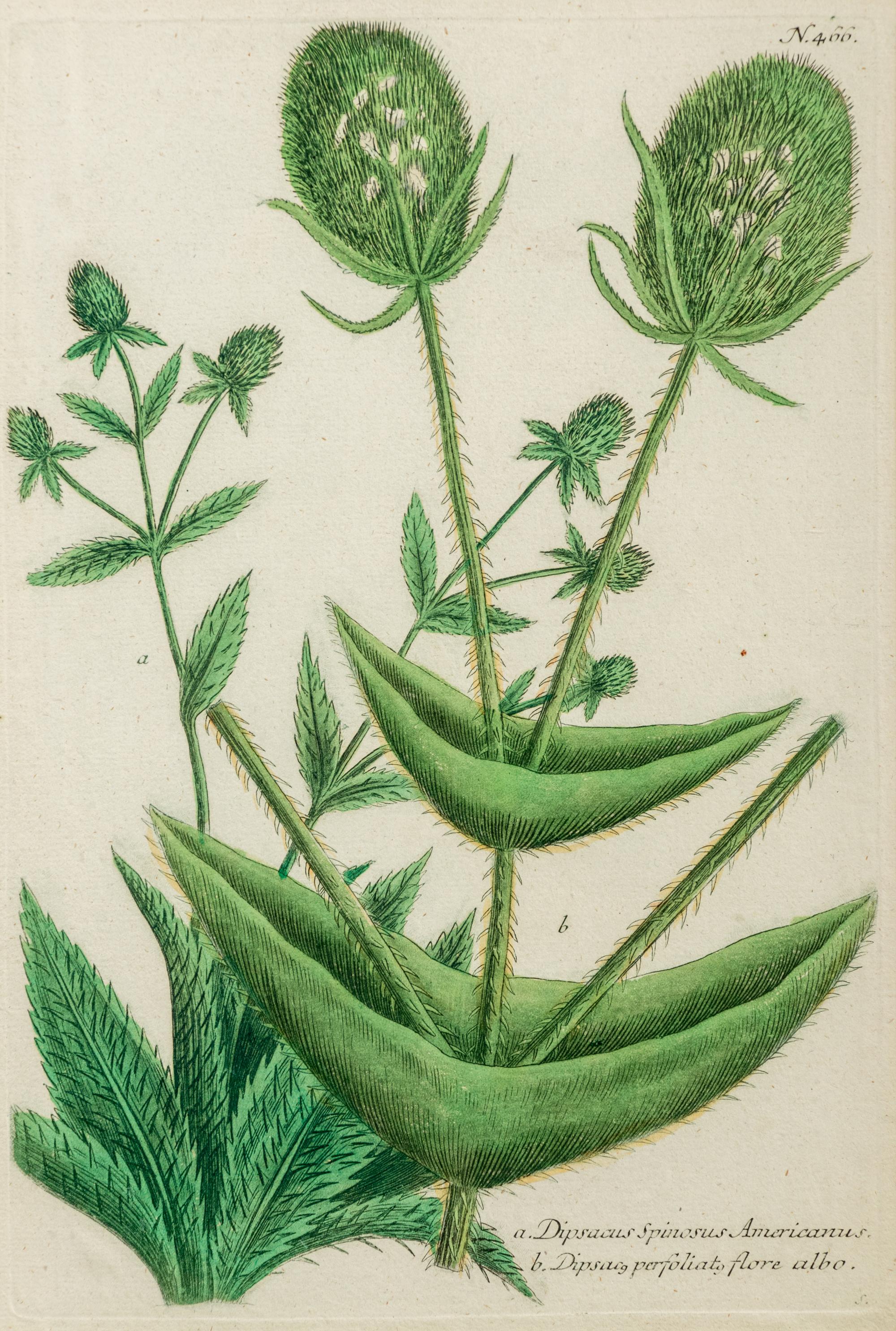 A Set of Six Hand-Colored Botanical Engravings