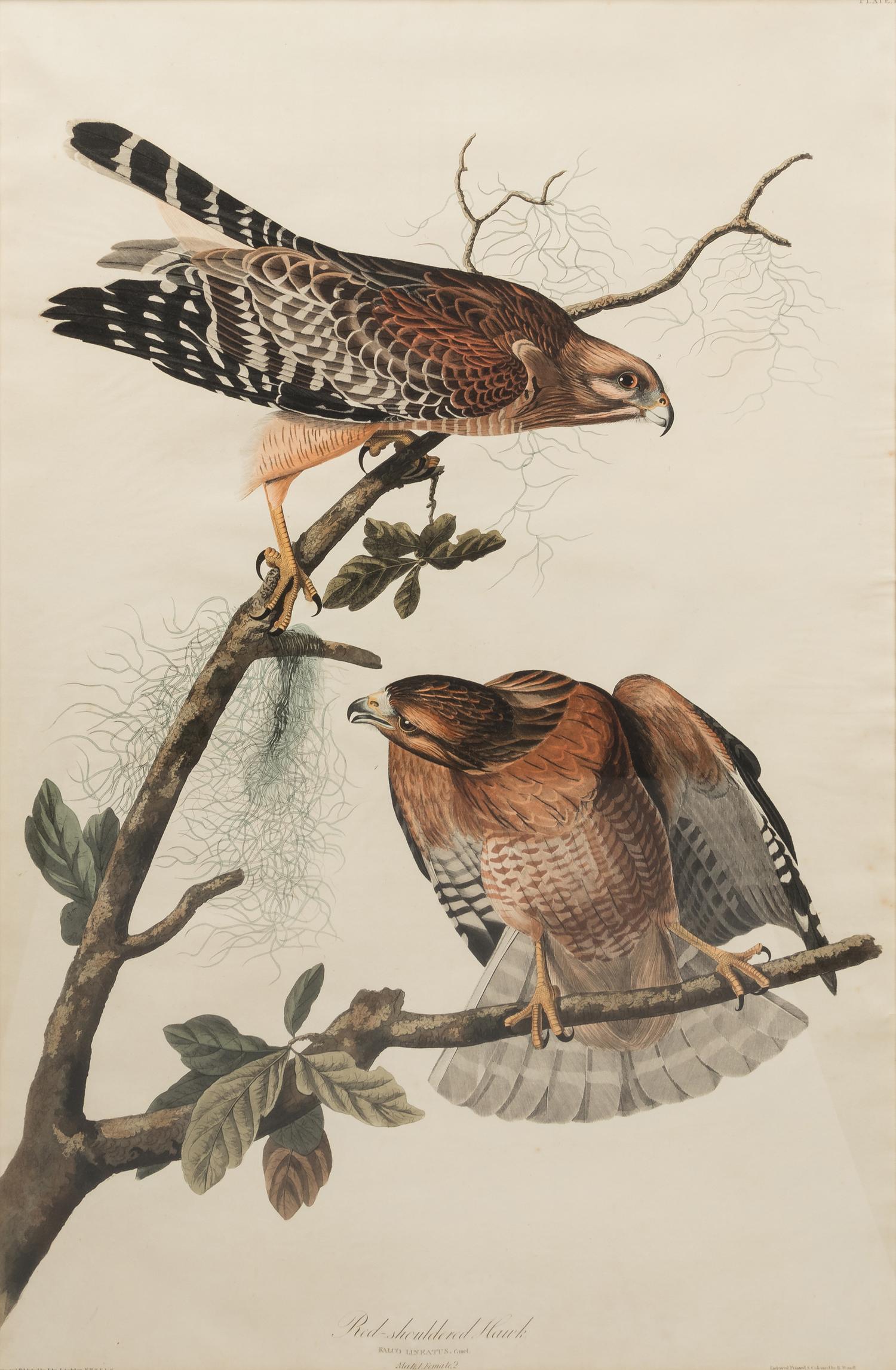 AUDUBON, John James (1785-1851). Red-Shouldered Hawk (Plate LVI)