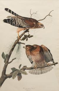 AUDUBON, John James (1785-1851). Red-Shouldered Hawk (Plate LVI)