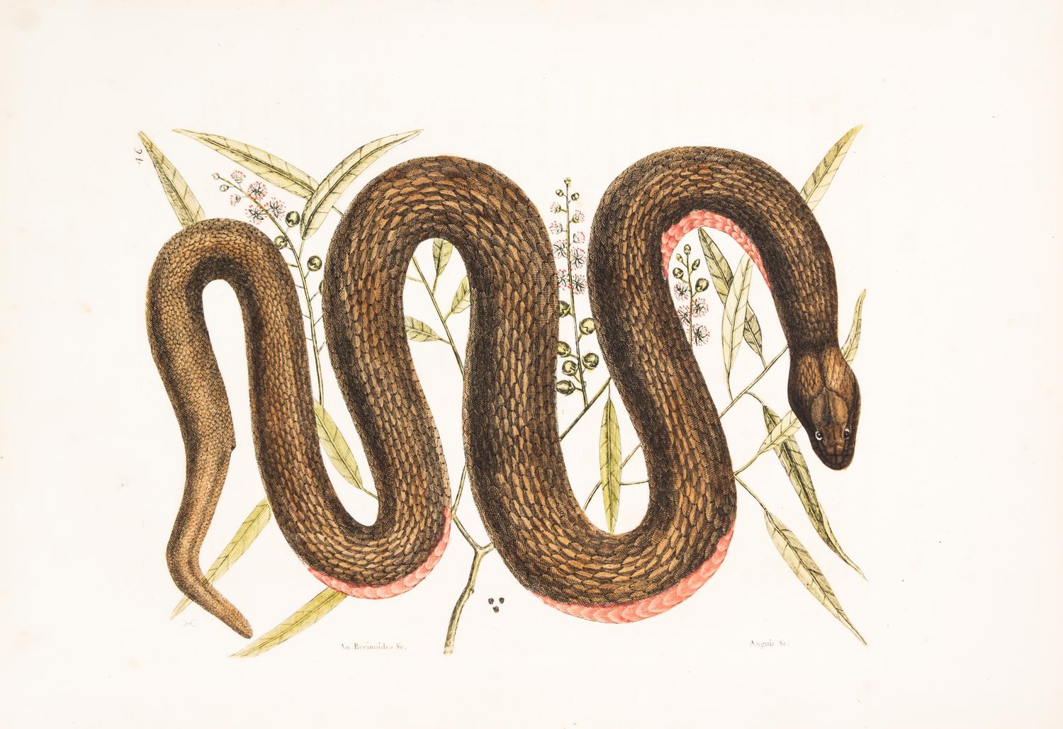 CATESBY, MARK. An Recinoides...Anguis. Eng. w/hand-coloring from The Natural History of Carolina, Florida and the Bahama Islands, 1754