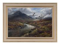 Red Grouse, Glen Etive
