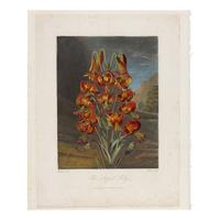 [Natural History] Thornton, Robert John. Group of 18 botanical plates from the 1812 quarto edition of "Temple of Flora"