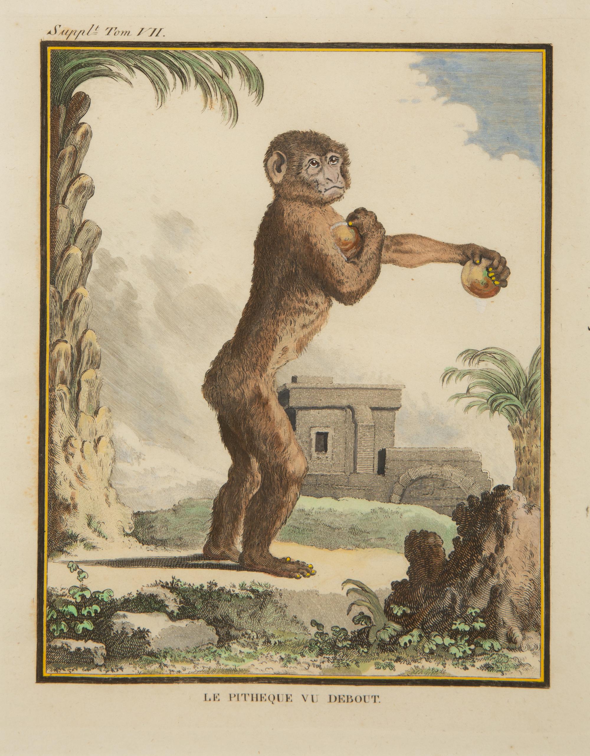Four Framed Copper Plate Engravings from Le Comte de Buffon, Quadrupeds from Histoire Naturelle