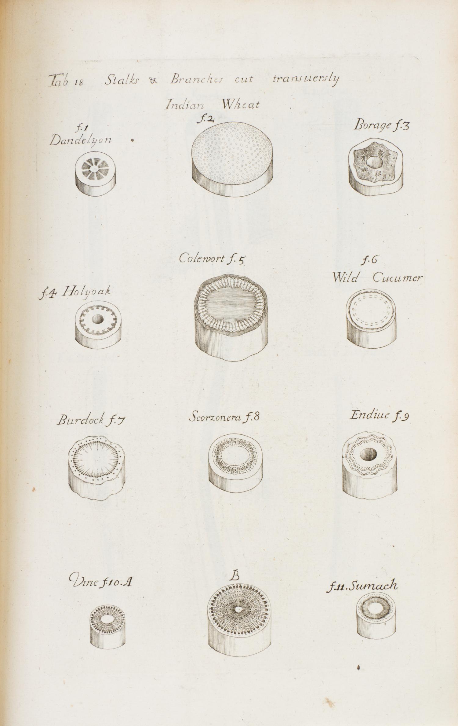 (BOTANY) GREW, NEHEMIAH. The Anatomy of Plants. London, 1682. First edition.