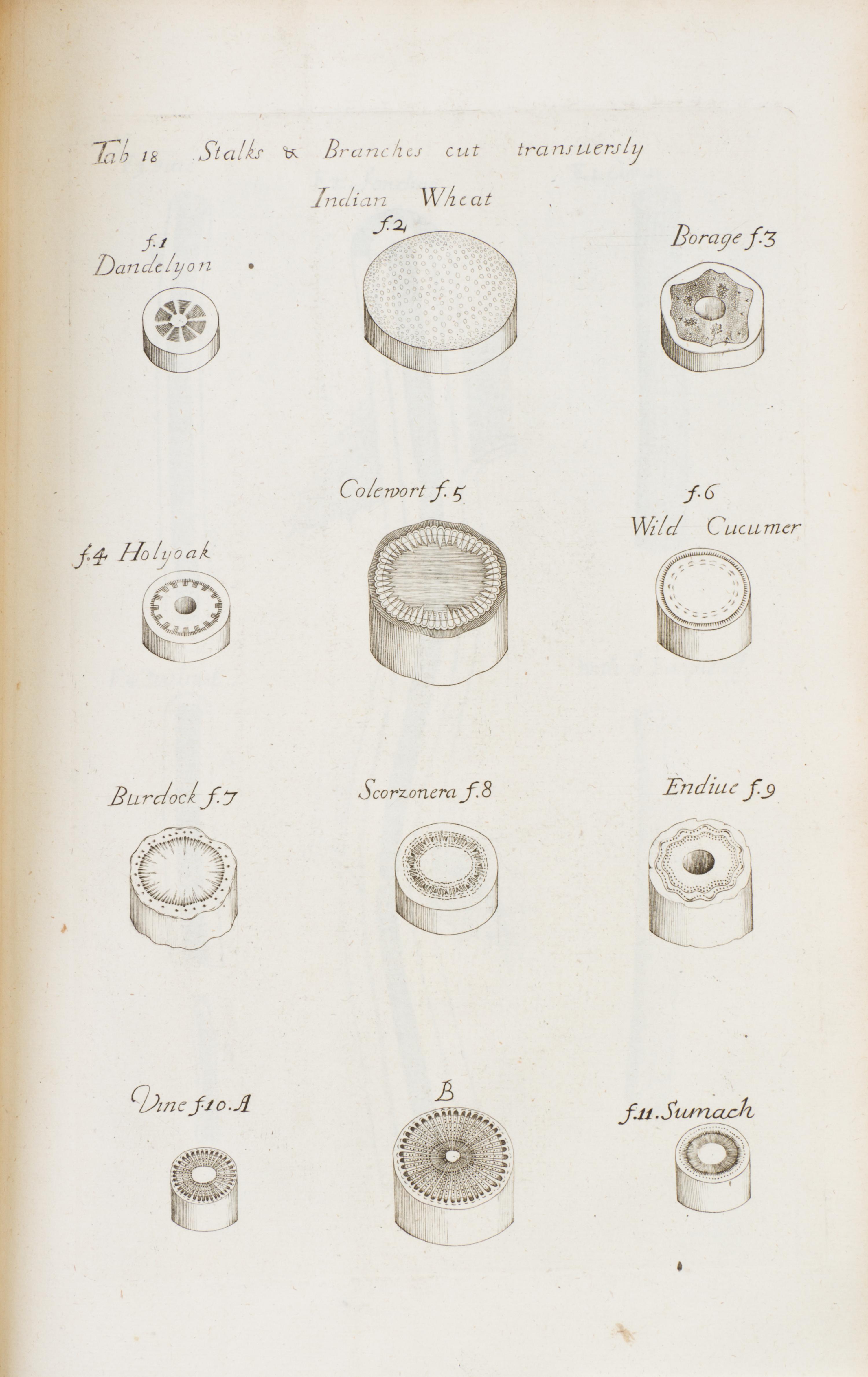 (BOTANY) GREW, NEHEMIAH. The Anatomy of Plants. London, 1682. First edition.