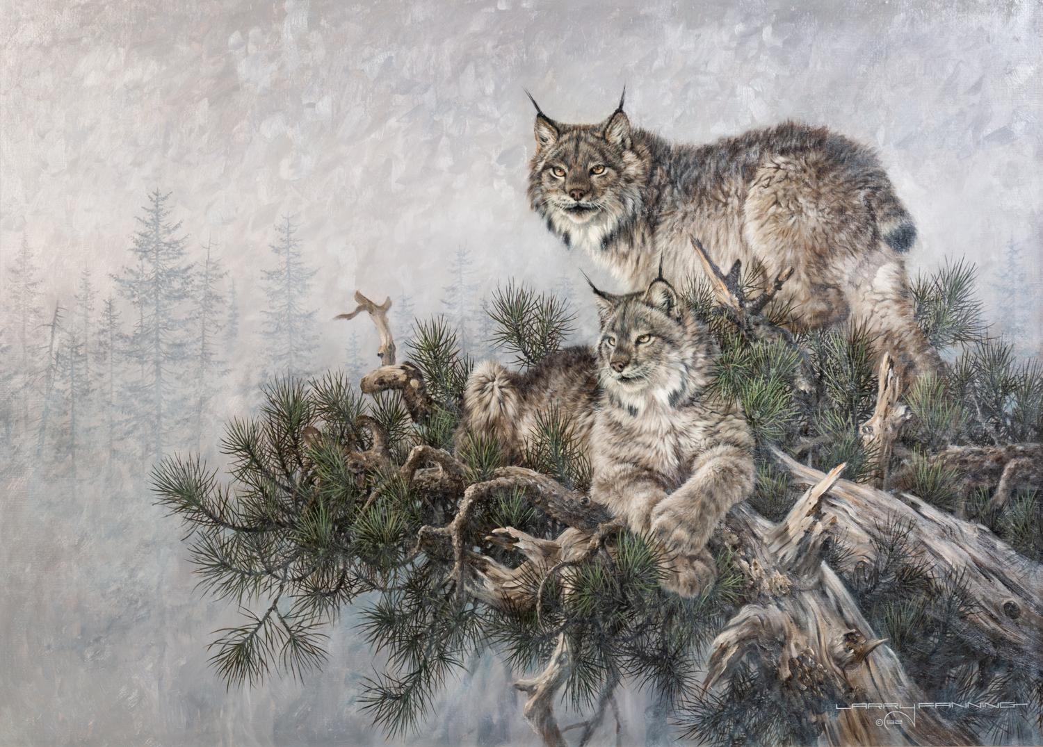 Bobcats