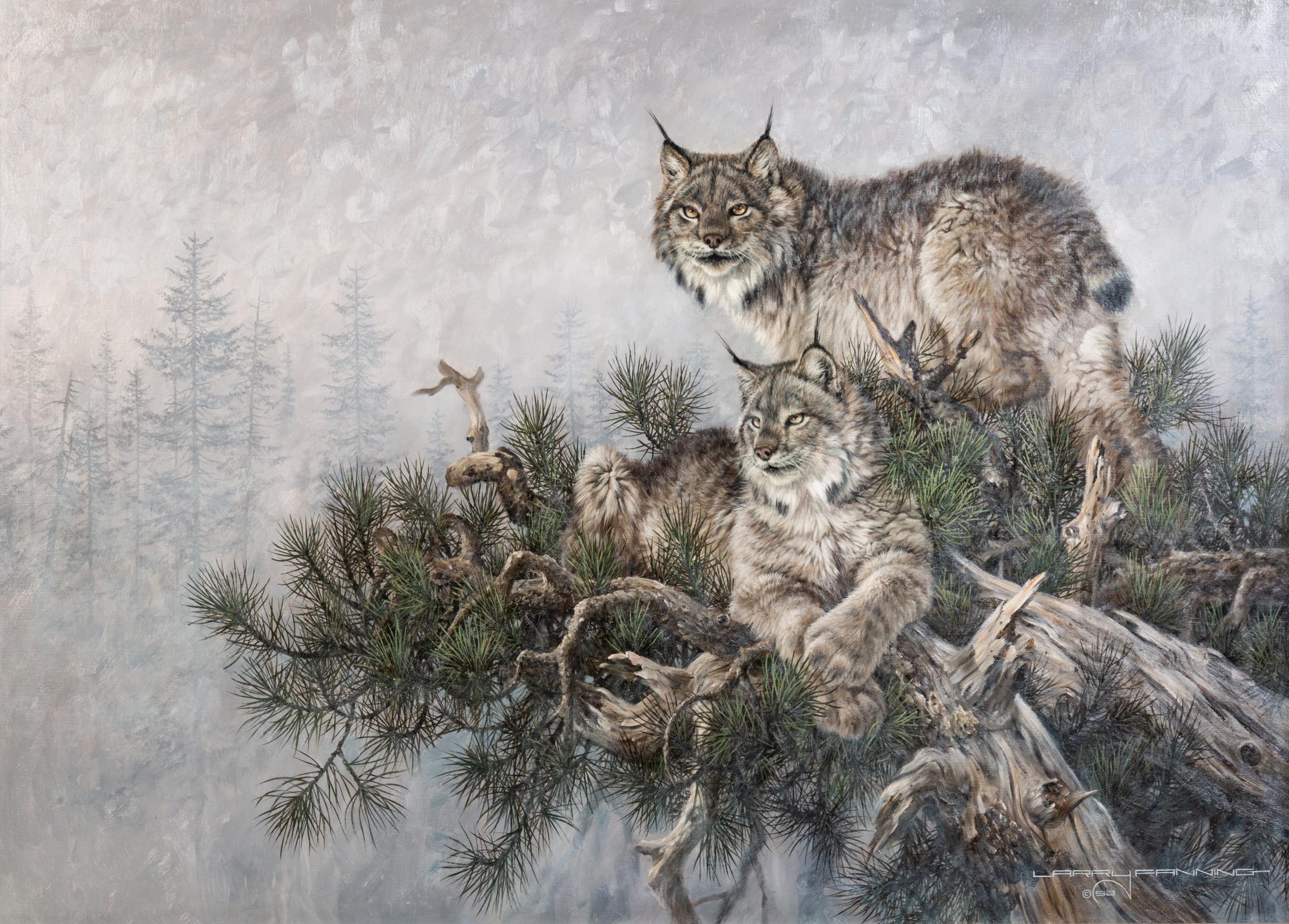 Bobcats