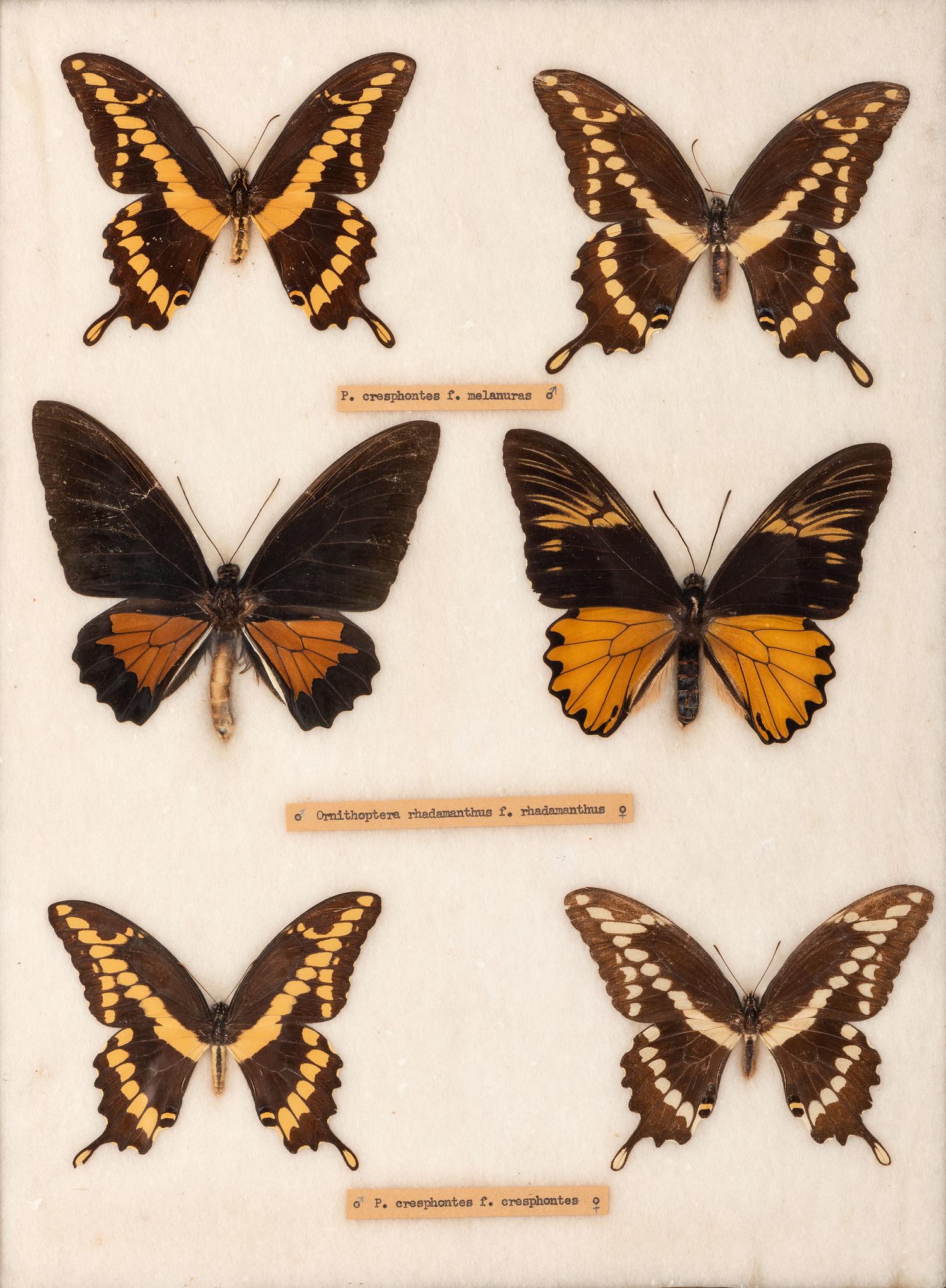 Four Framed Groups of Lepidopterological Specimens