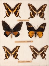 Four Framed Groups of Lepidopterological Specimens