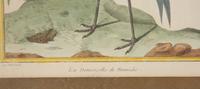 Four Bird Prints after Francoise Martinet's Histoire Naturelle Des Oiseaux — 20TH CENTURY