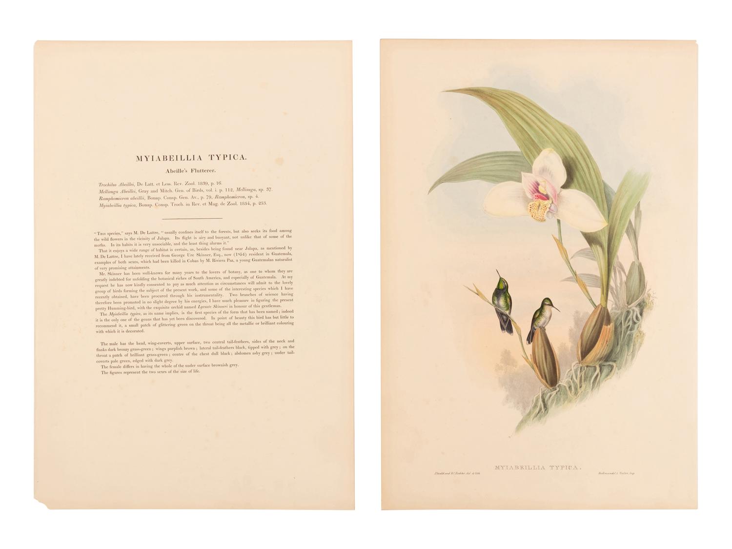 [NATURAL HISTORY]. GOULD, John (1804-1881). A group of 33 folio size plates of various birds. London, 1833-1883.