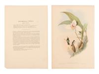 [NATURAL HISTORY]. GOULD, John (1804-1881). A group of 33 folio size plates of various birds. London, 1833-1883.