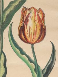 A Pair of Continental Botanical Engravings