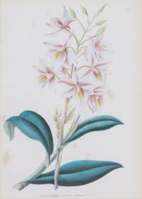 A Collection of Six Hand-Colored Botanical Prints Height of each plate 9 x width 7 inches. — 20TH CENTURY