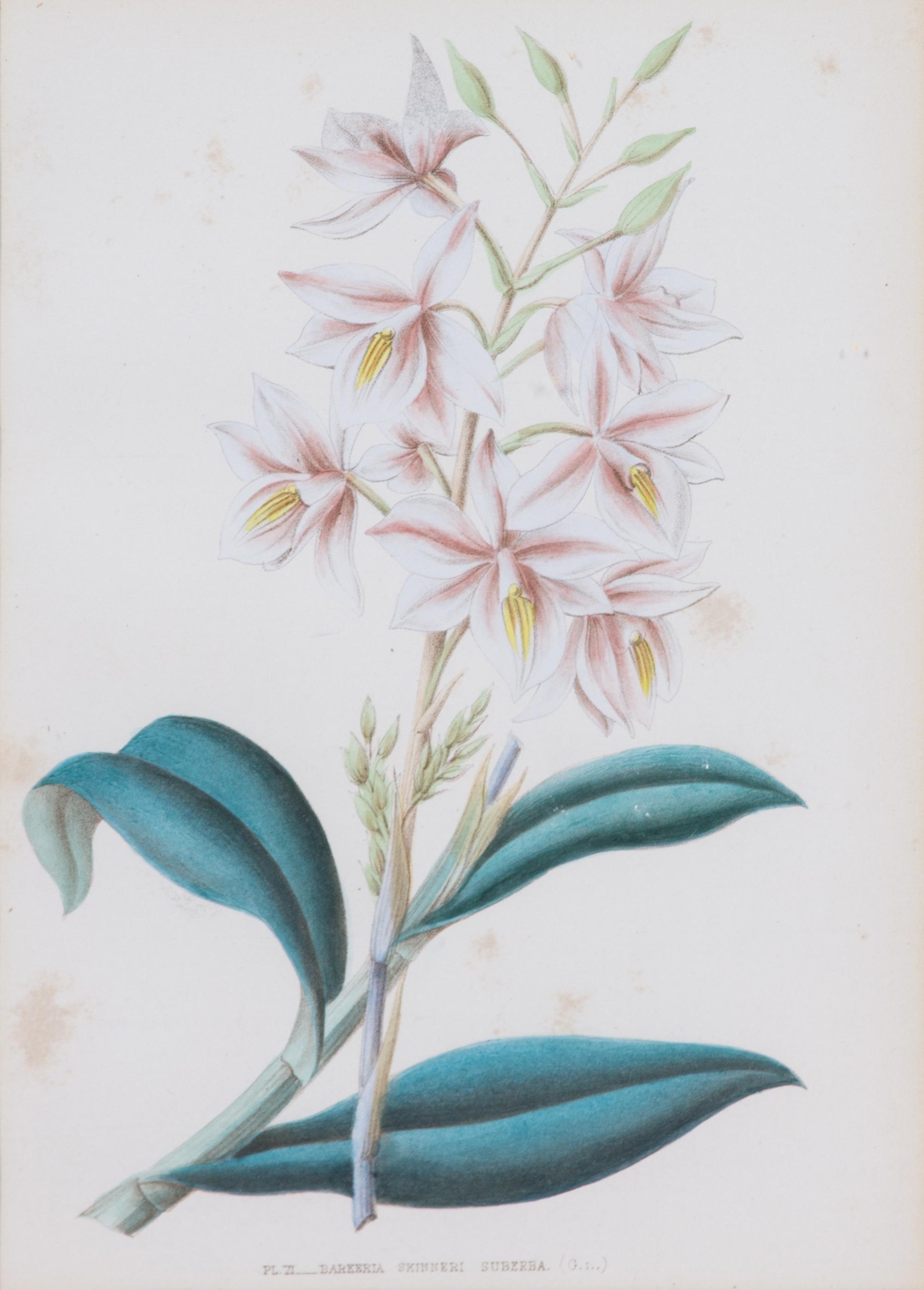 A Collection of Six Hand-Colored Botanical Prints Height of each plate 9 x width 7 inches. — 20TH CENTURY